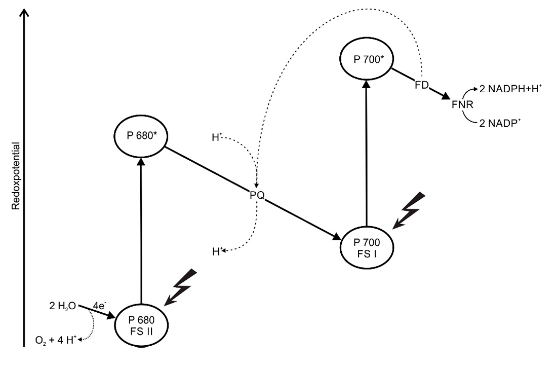 Wirkung von Atrazin in Diagramm